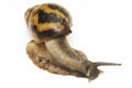 Archachatina adelinae Cameroon adult